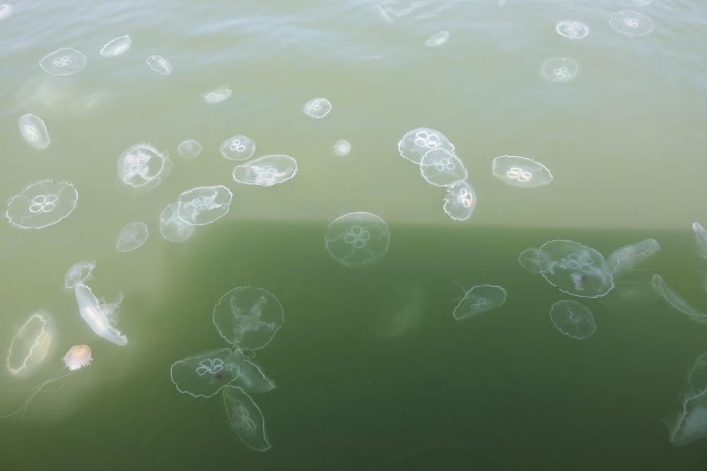 Jellyfish Stings at Delaware Beaches: Safety Tips and Facts