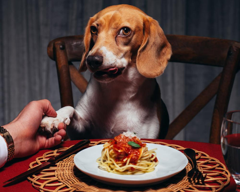 Why Dogs Are Taking Over Fashion Covers in the AI Face Era