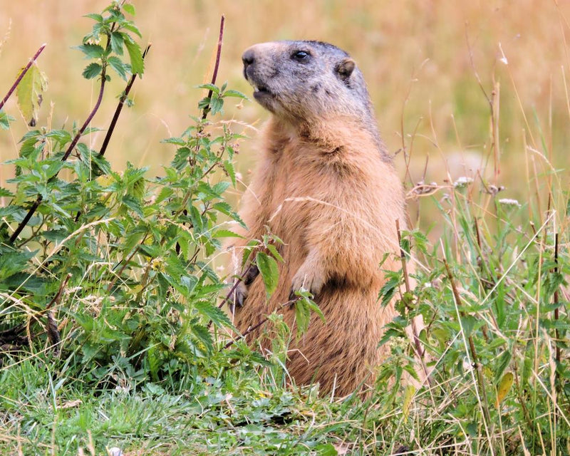 France Marmot Hunting Ban: Campaigners Fight for Alpine Rodents