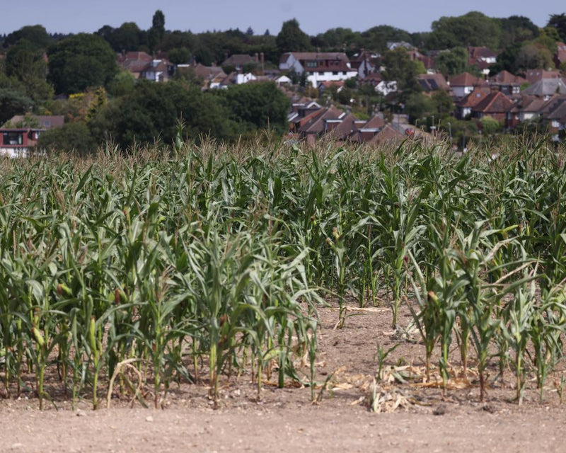 Drought Relief Funding for Farmers: £65m Climate Support