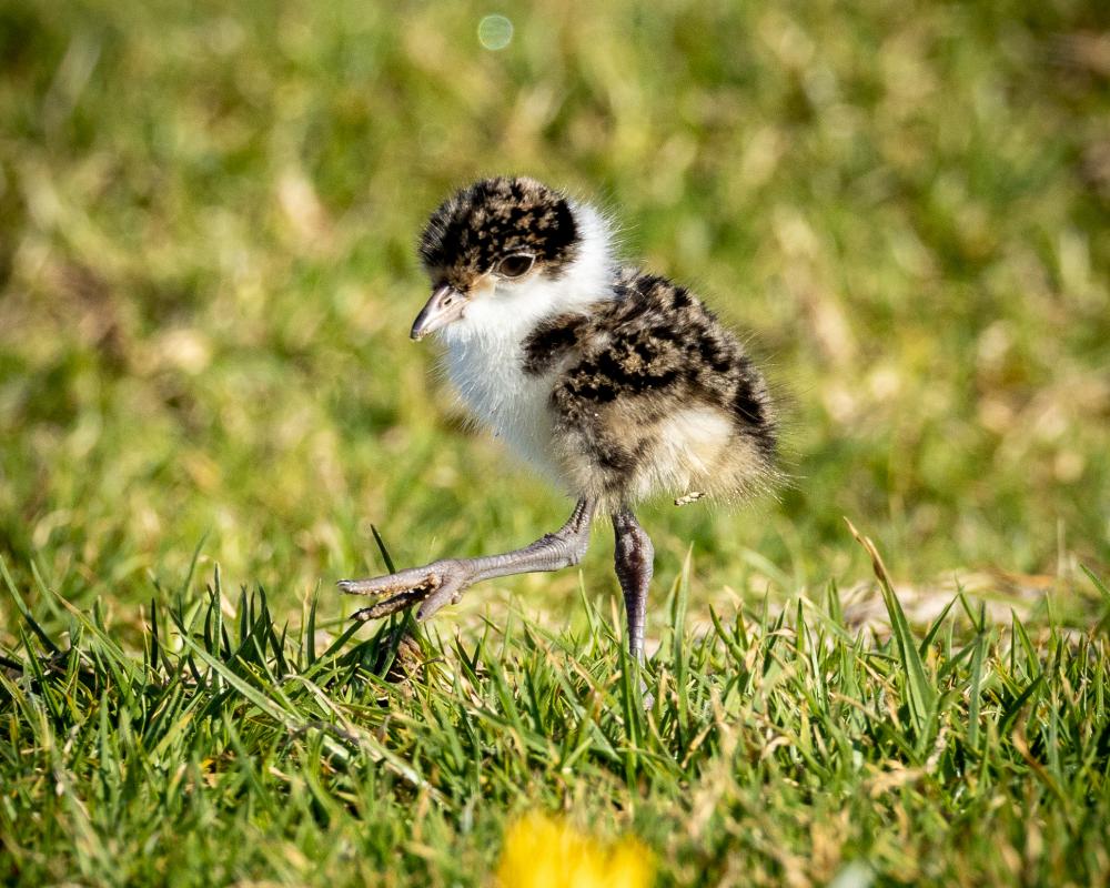 Swooping Plovers: Why These Australian Birds Deserve Respect