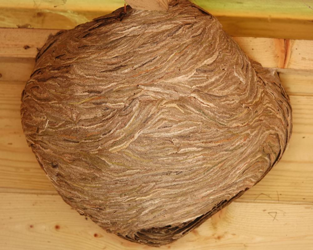 Wasp Nest Art: A Masterpiece of Nature's Architecture