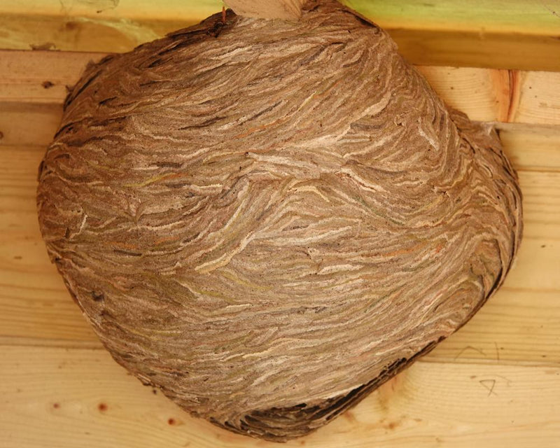 Wasp Nest Art: A Masterpiece of Nature's Architecture