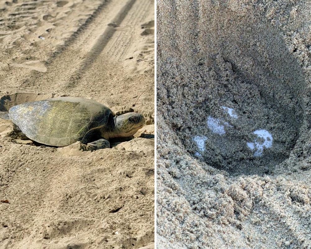 Olive Ridley Turtles Nest on California Beaches in Historic First