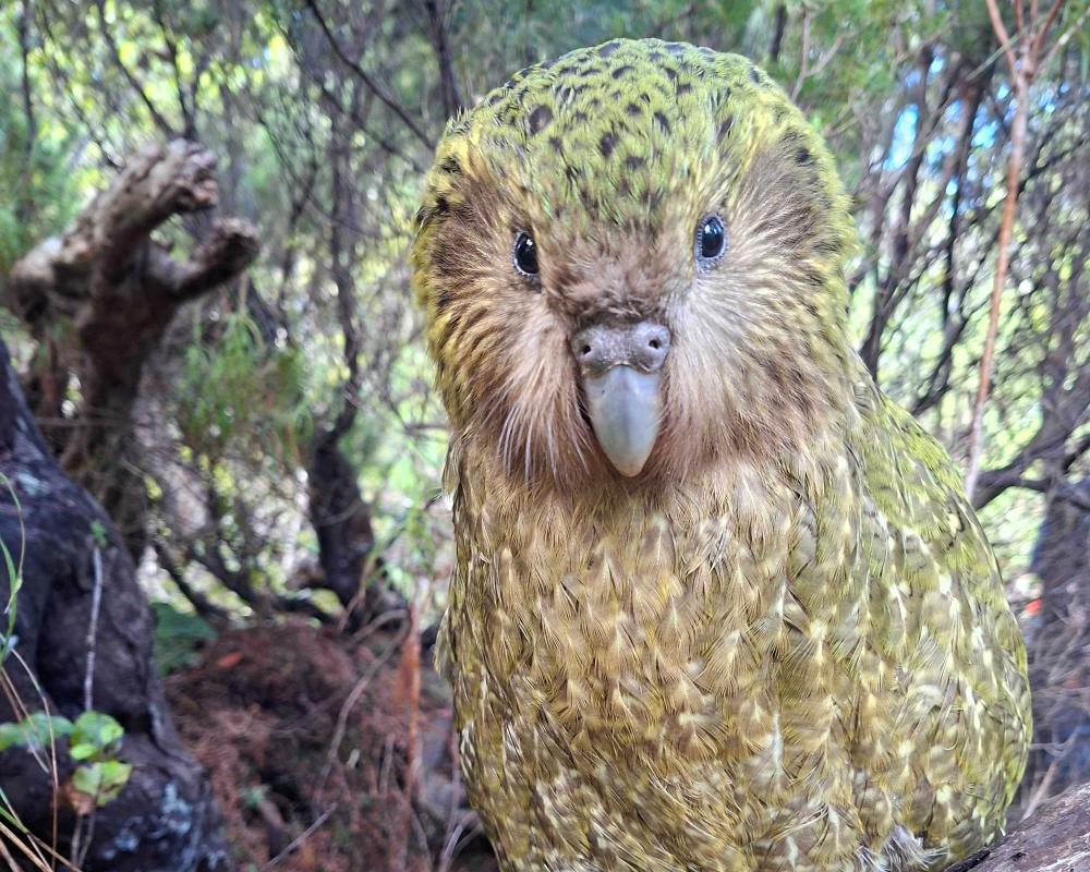 Kākāpō Population Surpasses 300 for First Time in 75 Years