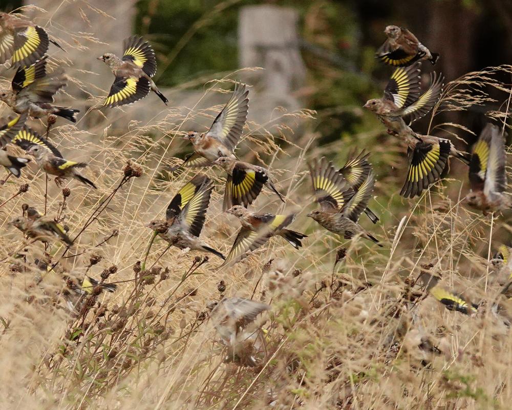 Goldfinches and Grasses: Nature's Explosion of Movement