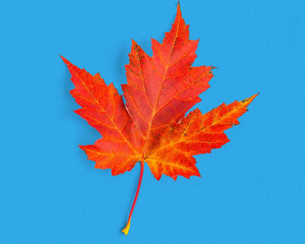Pumpkin-Spiced Latte Is a Con: The Truth About Big Autumn