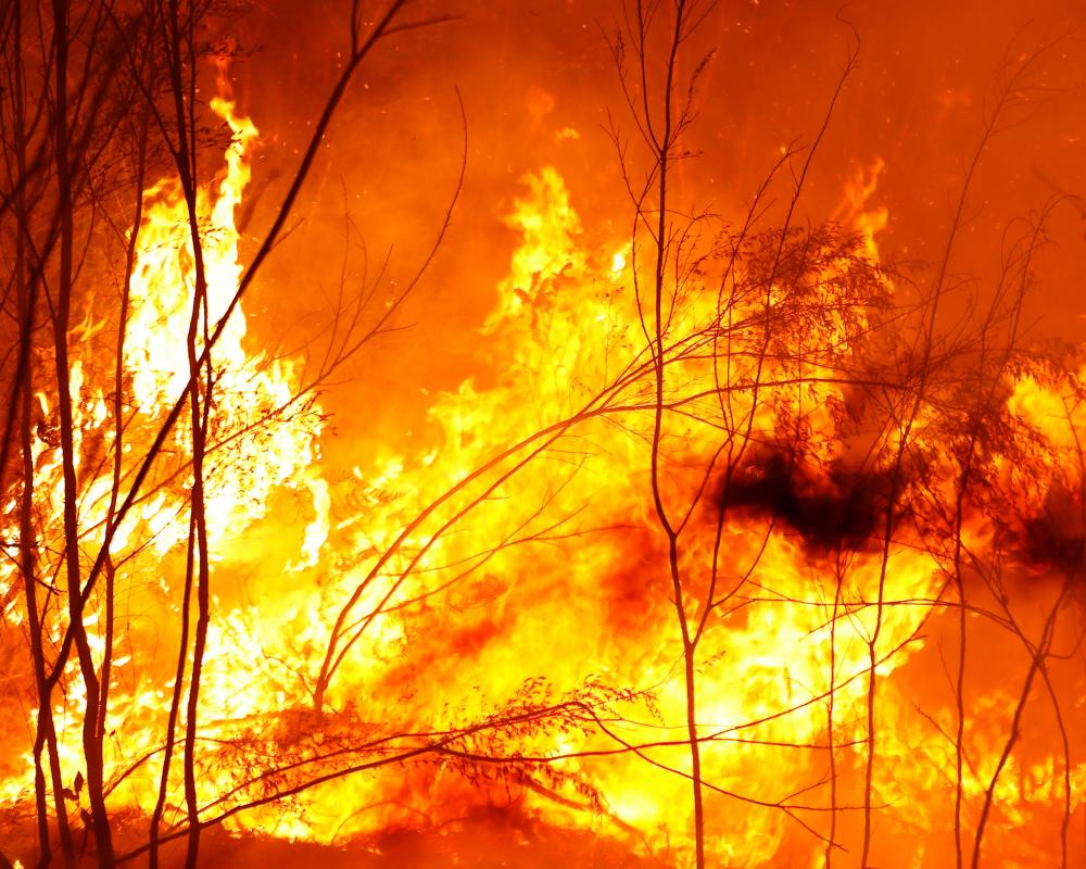 Colonisation Created Catastrophic Wildfire Loop in Australia