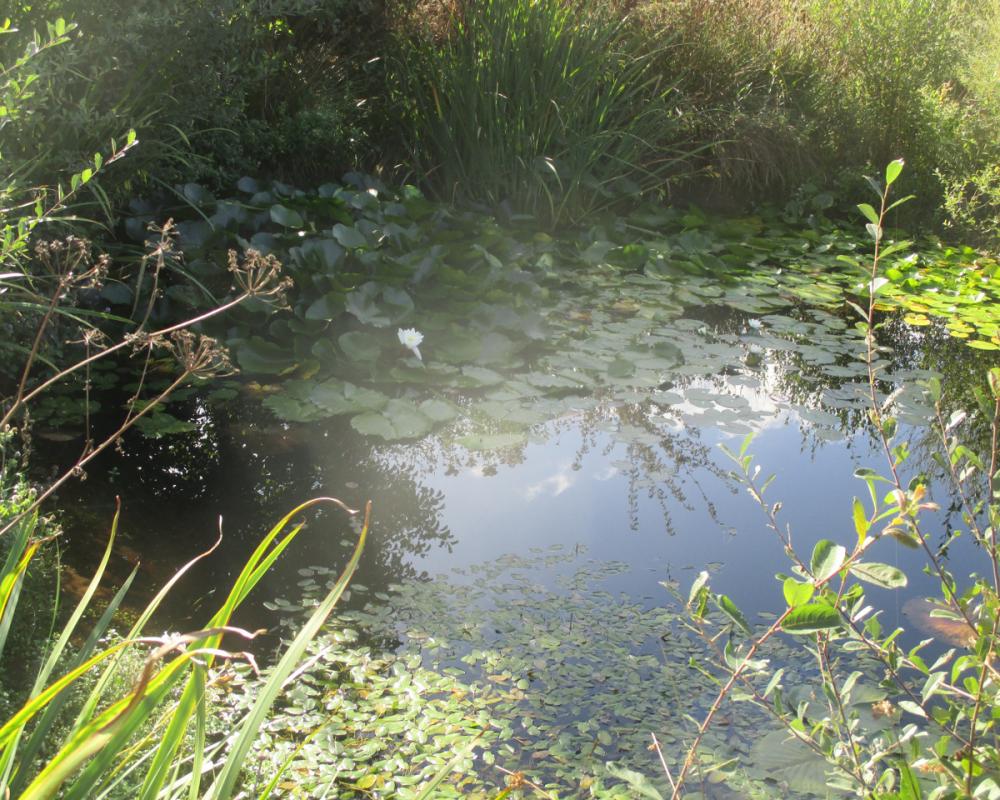 Rewilding Success: How a Little Love at Larkrise Boosts Wildlife