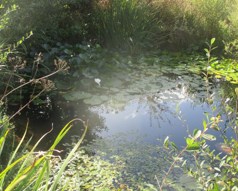 Rewilding Success: How a Little Love at Larkrise Boosts Wildlife