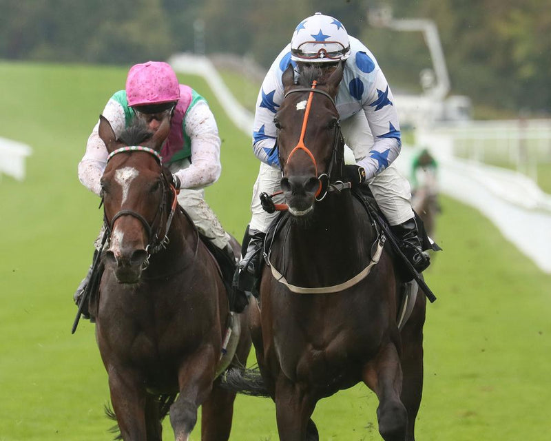 Najidi Storm Shatters Racing History as Shortest-Priced Loser
