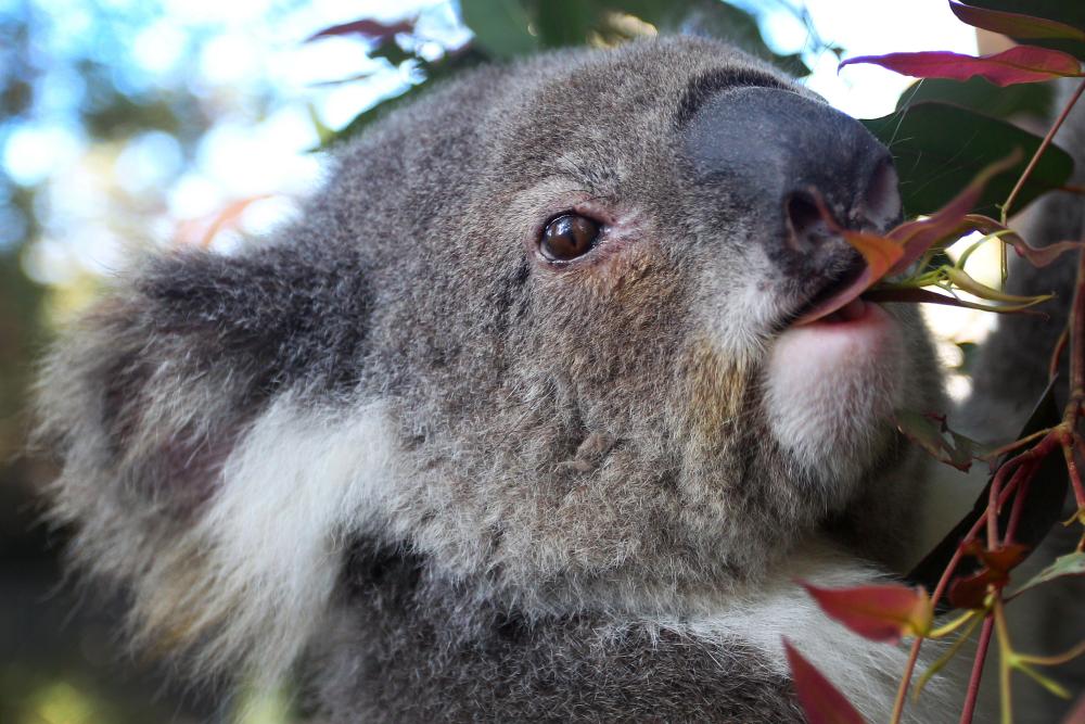 Koala Chlamydia Vaccine: How Well Does It Really Work