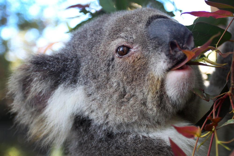 Koala Chlamydia Vaccine: How Well Does It Really Work