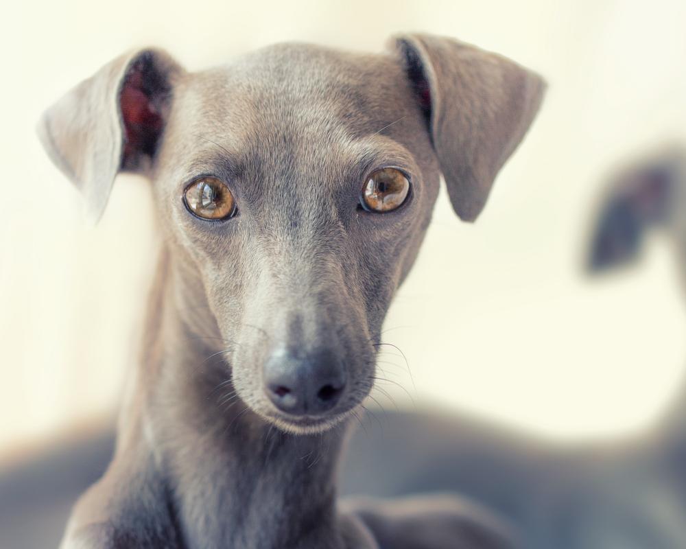 Thursday News Quiz: Porridge Prizes, Tasteless T-Shirts, and a Dog