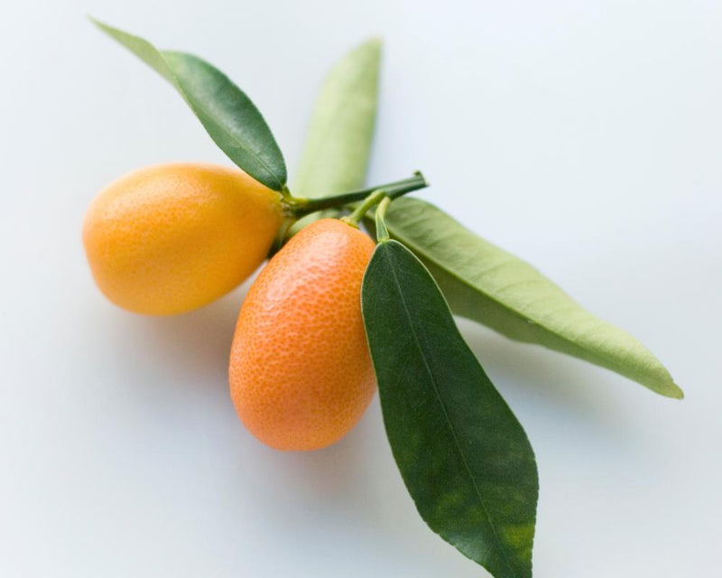 Family Traditions: How Cumquat Jam Brings Generations Together