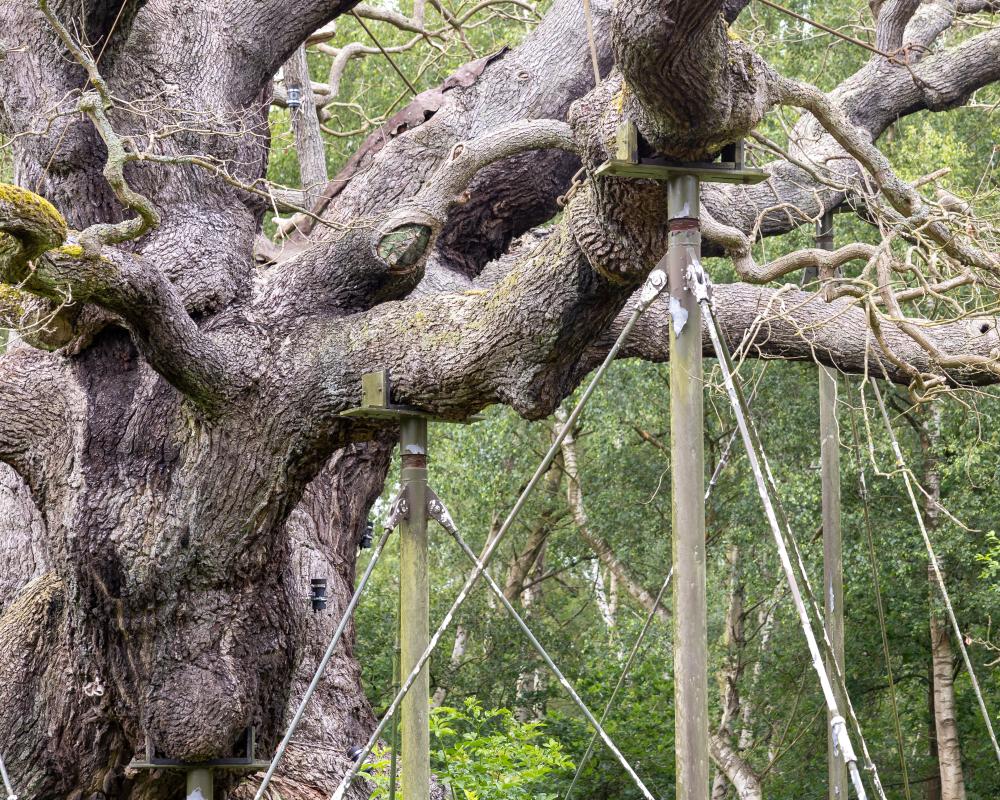 England's Ancient Oak Trees Dying from Extreme Heat and Drought