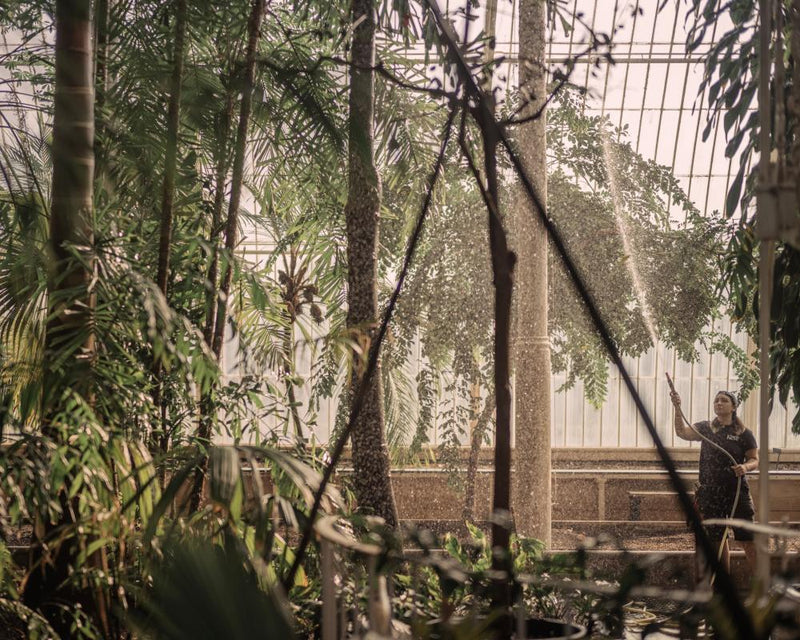 Kew Gardens Palm House Renovation: Rare Trees Felled for Victorian