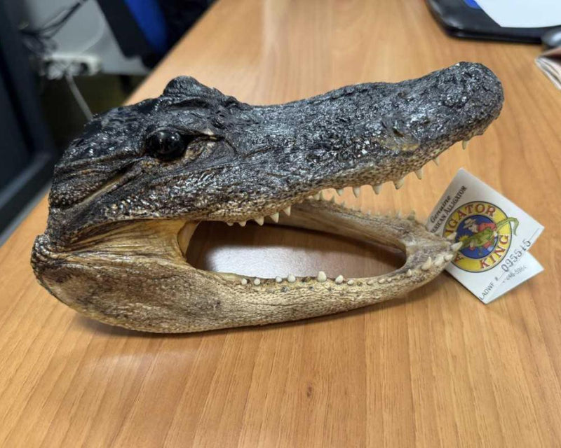 Crocodile Head Smuggling Attempt Foiled at Italian Airport