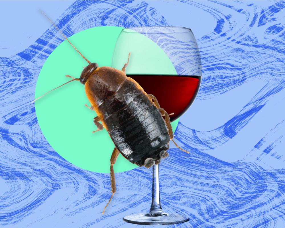Cockroach Infestation Survival Guide: What Really Works