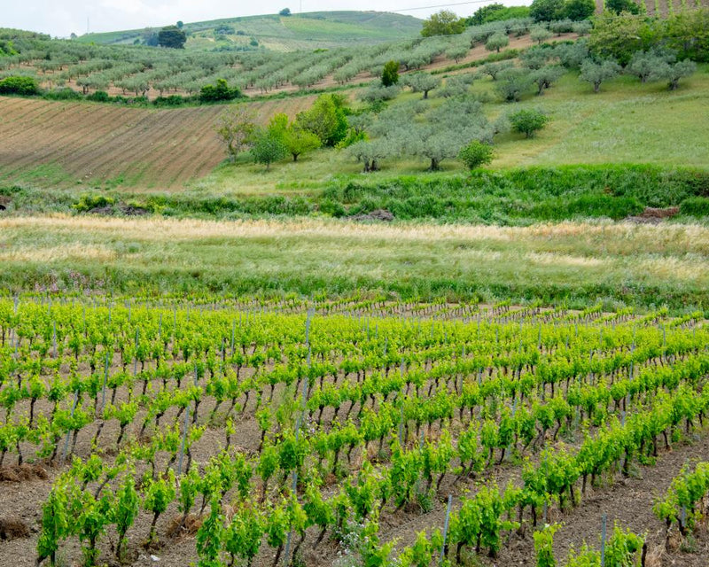 Catarratto Wine Guide: Sicily's Hidden White Grape