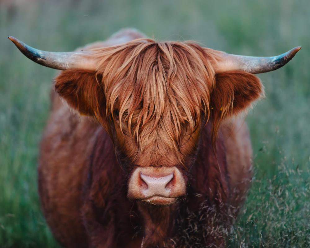 Highland Cow Home Decor Trend: Why It's Everywhere