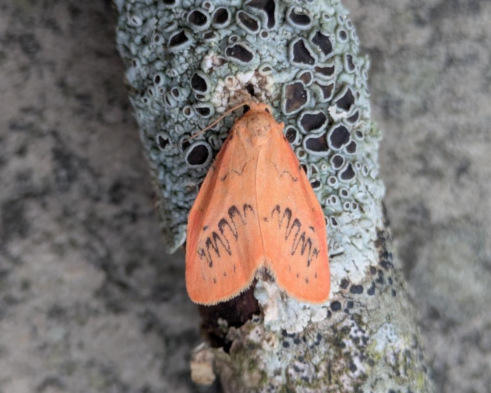 Rosy Footman Moth: A Peachy Summer Beauty Thrives in Clean Air