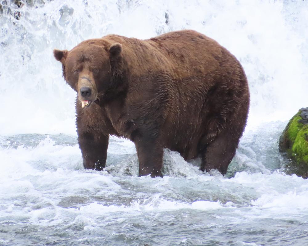 Fat Bear Week 2024 Returns: Vote for Katmai's Fattest Bear