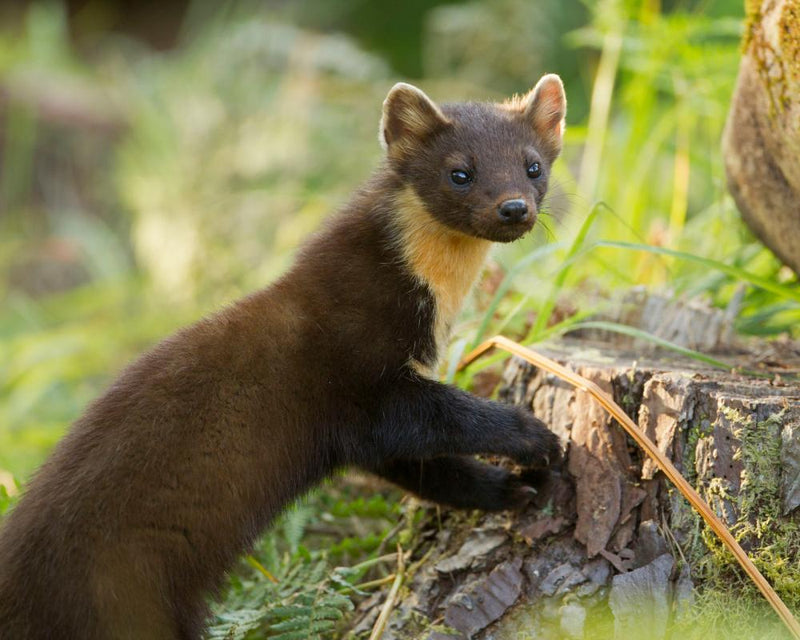Thatched Roof Pine Marten Proofing: A Unique Challenge