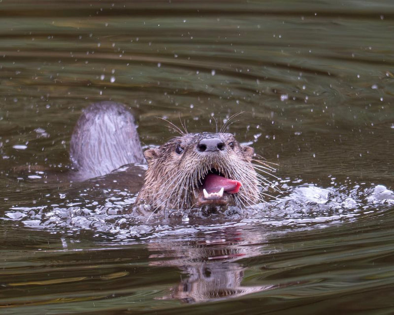 River Otters in Bronx River Face Legal Killing in New York