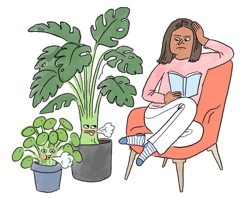 Do Houseplants Really Freshen Indoor Air Quality? The Truth