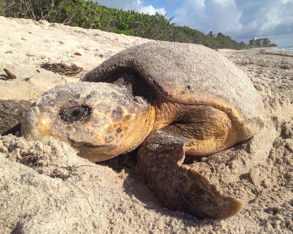 Florida Sea Turtle Nesting Record Threatened by Trump ESA Rollback