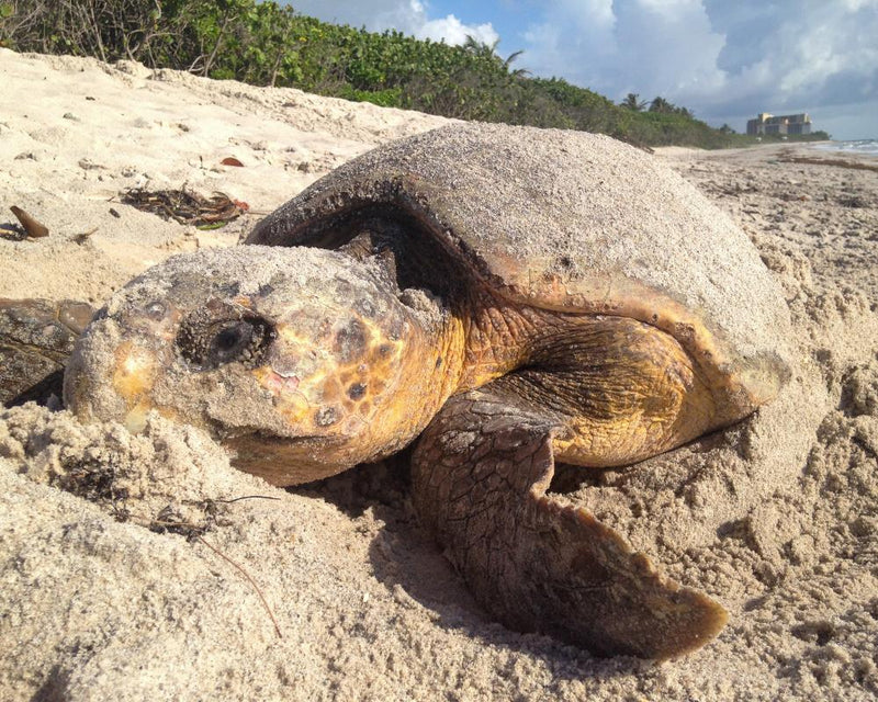 Florida Sea Turtle Nesting Record Threatened by Trump ESA Rollback