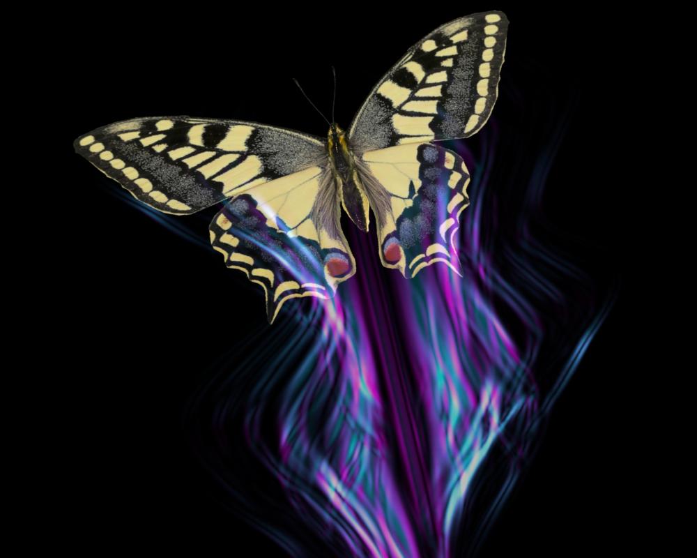 Butterfly Wing Illusions: How They Avoid Predators