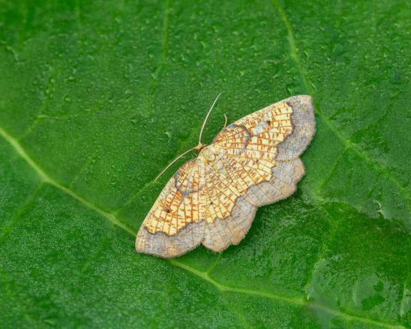 Rare Dark Bordered Beauty Moth Found After 20-Year Search