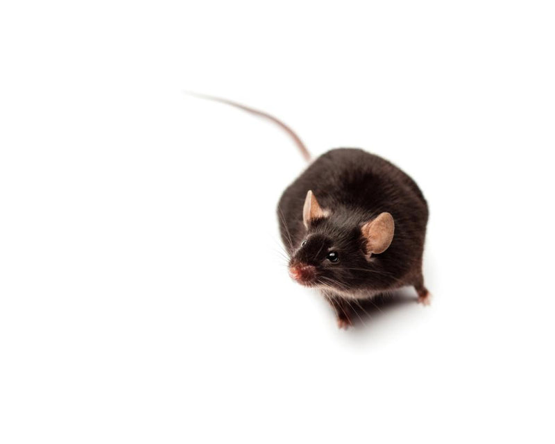 Australia Animal Research: Over One Million Mice Used Annually