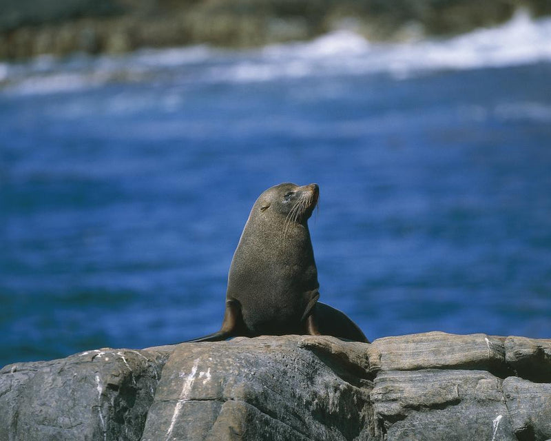 Australia Sea Lions Face Carnage from H5 Bird Flu Threat