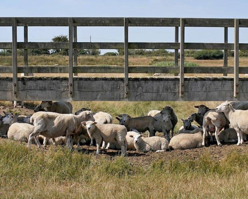 Bluetongue Disease Surge in UK Sheep: Farmers Urged to Act