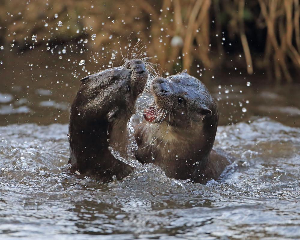Otters in Battle: Wild Riotous Sounds of Nature
