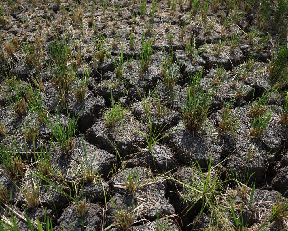 Strongest El Niño on Record: Climate Change Impact on Australia
