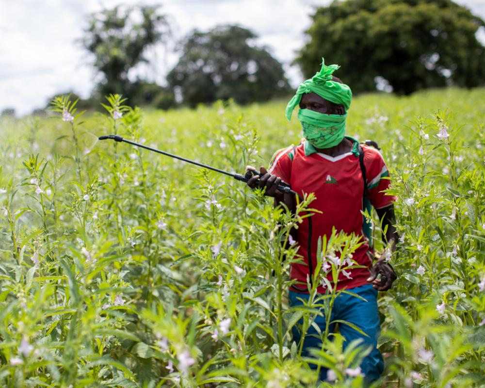 Global Pesticide Poisoning Crisis Affects 46% of Farmers Annually