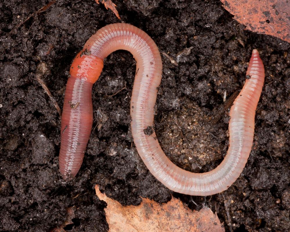 Charles Darwin's Earthworms: A Thrilling Study in Wonder
