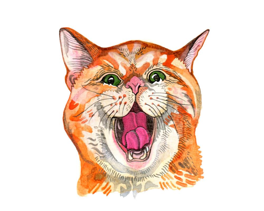 Kids' Quiz: Why Cats Miaow and the Most Powerful Pokémon