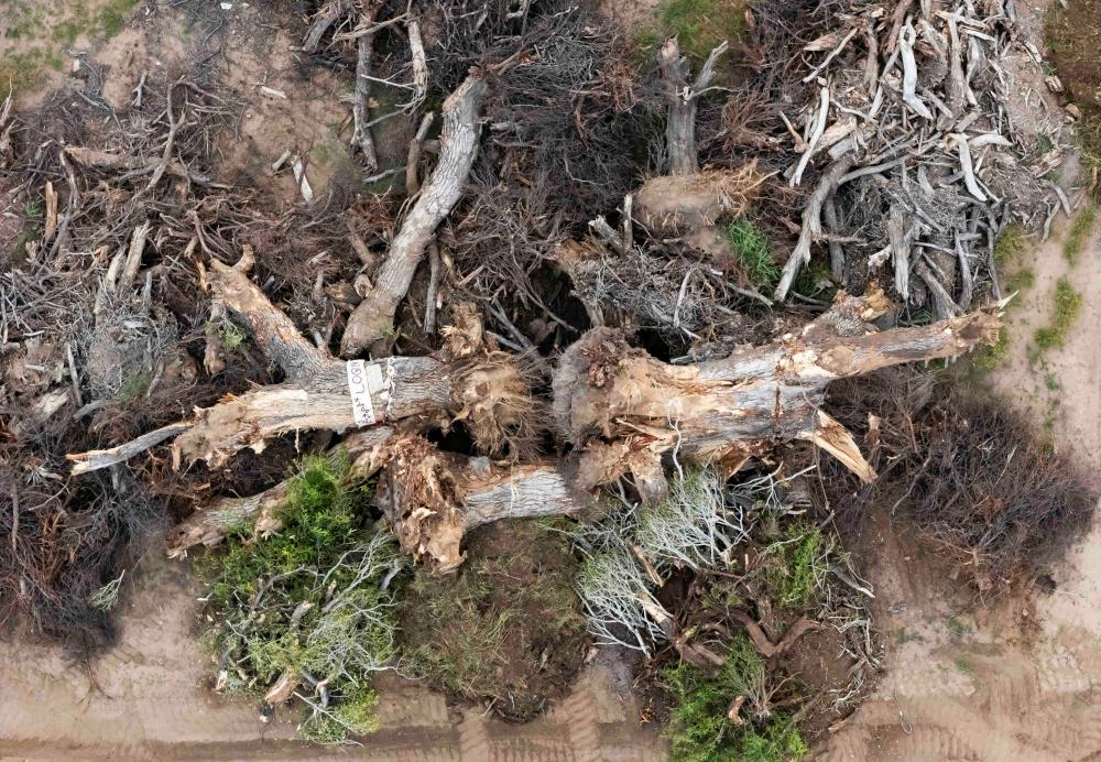 200-Year-Old Grandmother Tree Toppled for Trump Border Wall