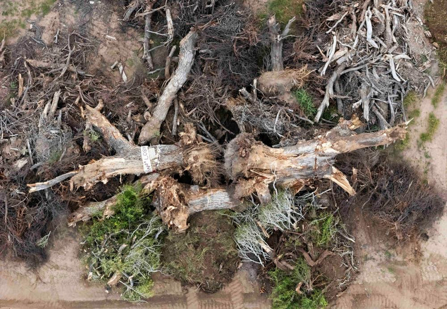 200-Year-Old Grandmother Tree Toppled for Trump Border Wall