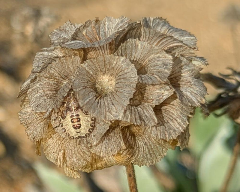 Shieldbug Nymphs: Masters of Camouflage in Garden Habitats