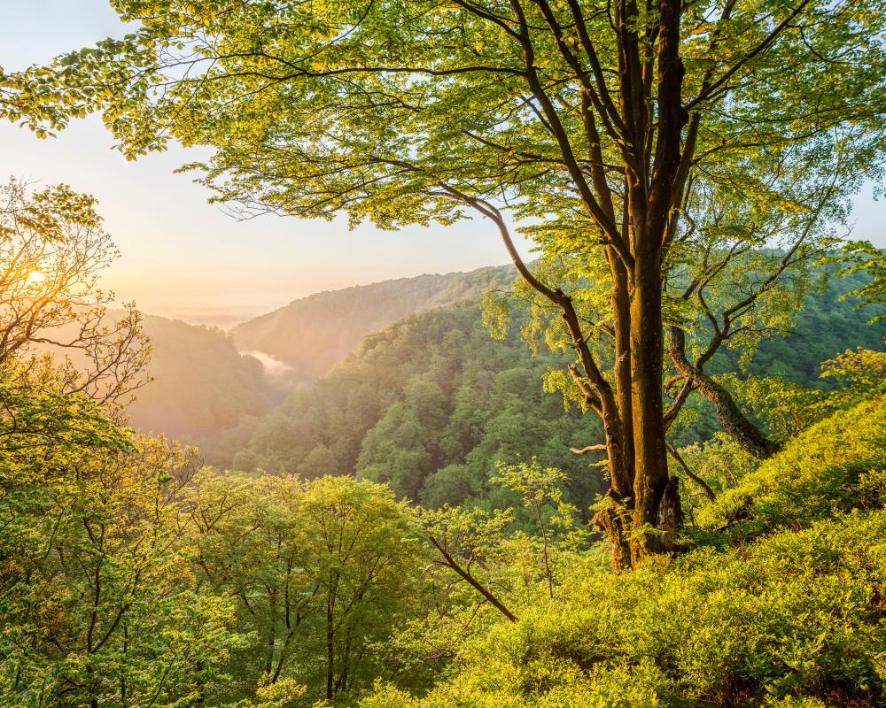 Söderåsen National Park: Exploring Sweden's Restored Forest