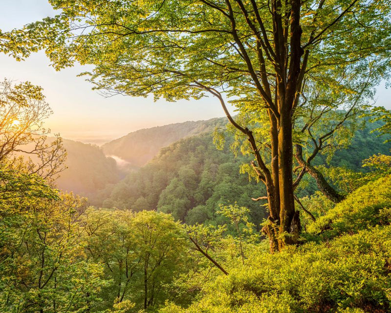 Söderåsen National Park: Exploring Sweden's Restored Forest