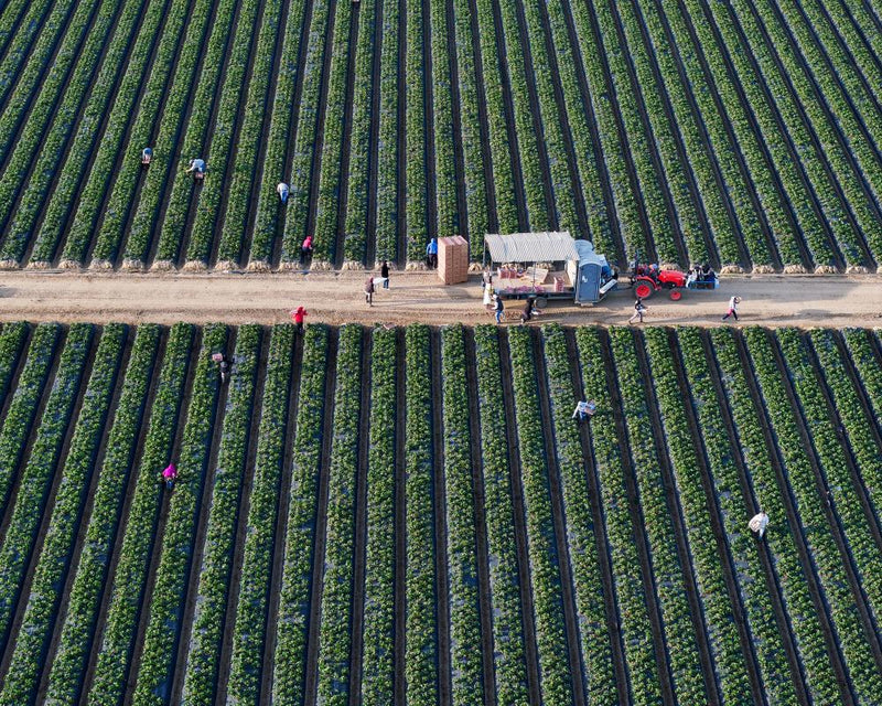 California Bans Paraquat: Toxic Herbicide Outlawed in 70+ Countries