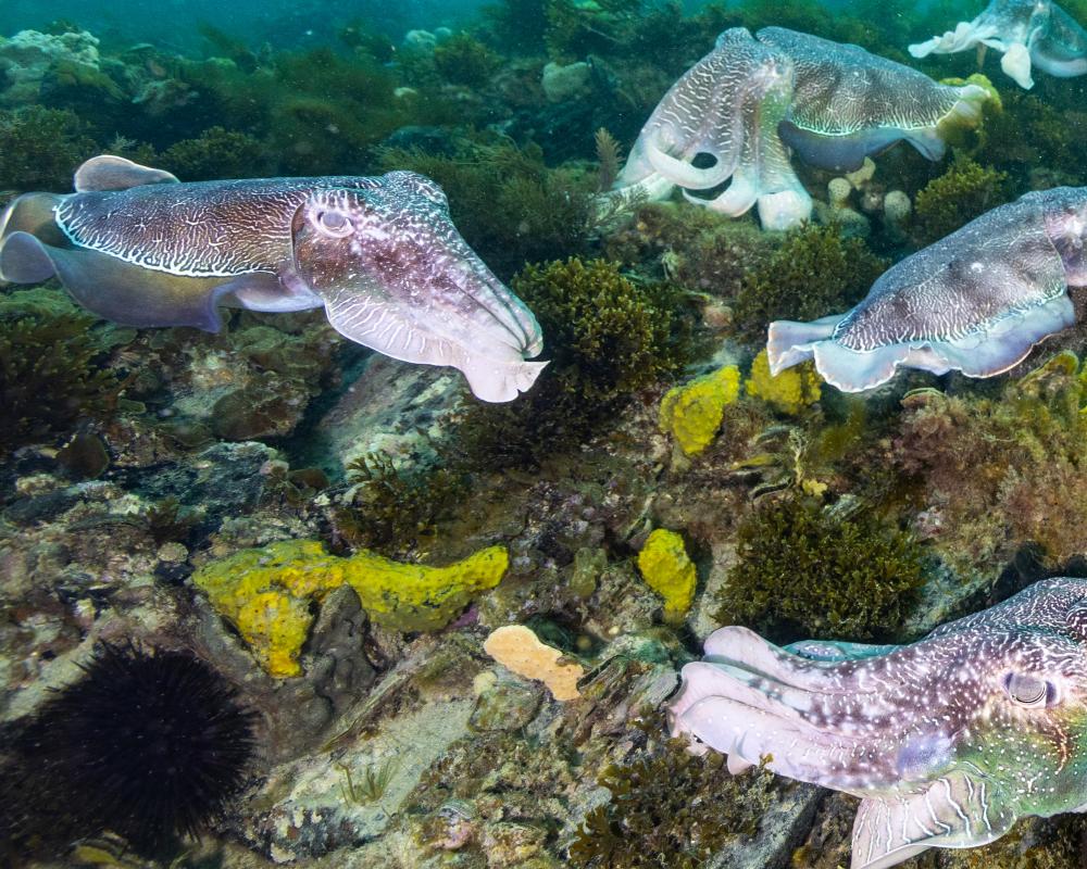 Giant Australian Cuttlefish Decline: Only 44 Counted in Dive