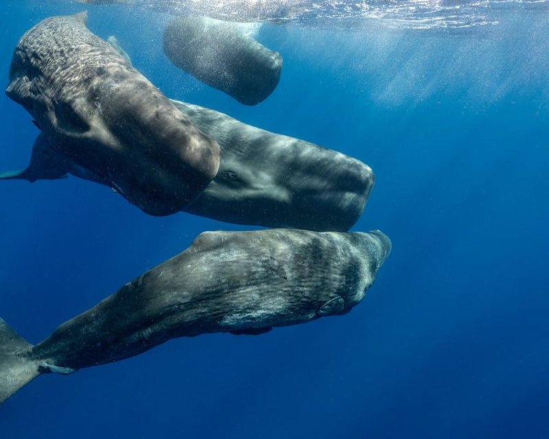 Decoding Beluga Whale Communication: How It May Save Them